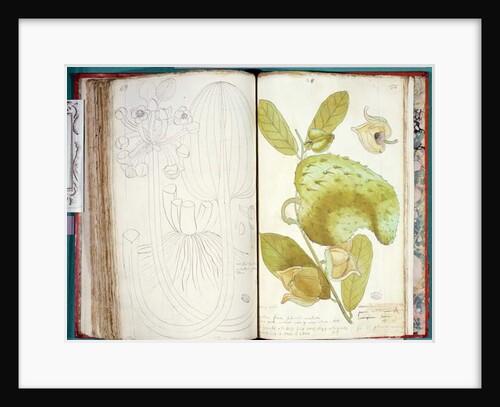 Ms 23 Cardamom by Charles Plumier