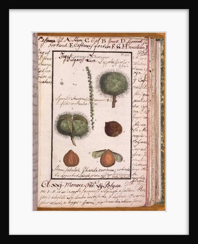 Ms 115 Chestnut by Italian School