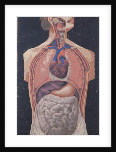 The Chest and Stomach by French School