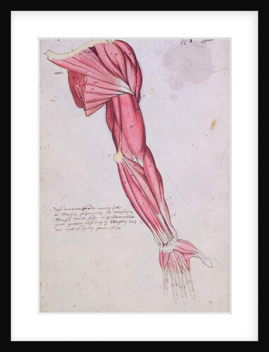 Musculature of the arm and shoulder, 1634 by French School
