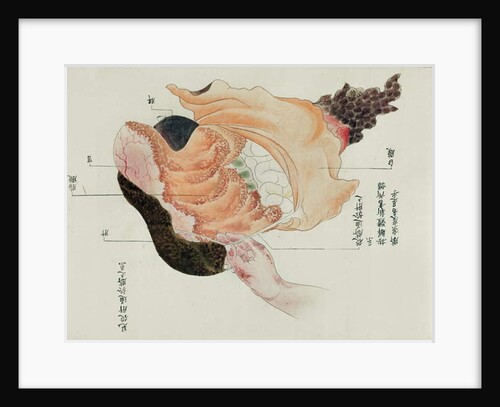 The stomach and intestines from the dissection of a torture victim of 1796 by Japanese School