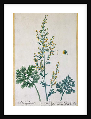 bsinth by Elizabeth Blackwell