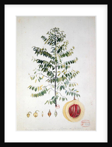 The Nutmeg Tree, Flower and Fruit by French School