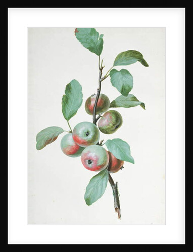 Apples by Pierre Joseph Redouté