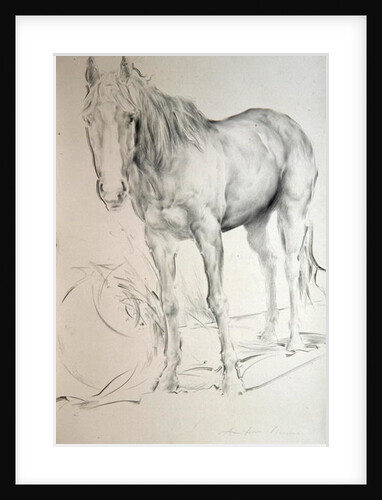 Horse at Coolmore, 1990 by Antonio Ciccone