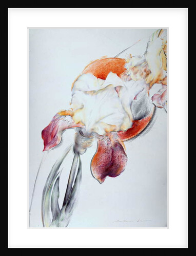 Iris - Composition IV by Antonio Ciccone