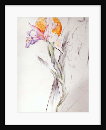 Iris - Composition II by Antonio Ciccone