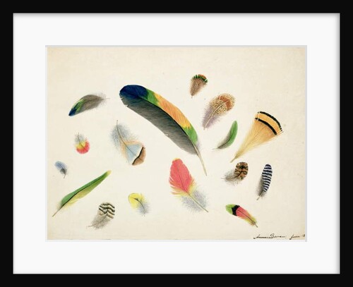 Studies of Feathers, 1855 by Anne Bowen