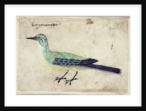 Study of a Bird, c.1620 by French School