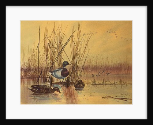 Mallard Ducks in a Lake, c.1890 by English School