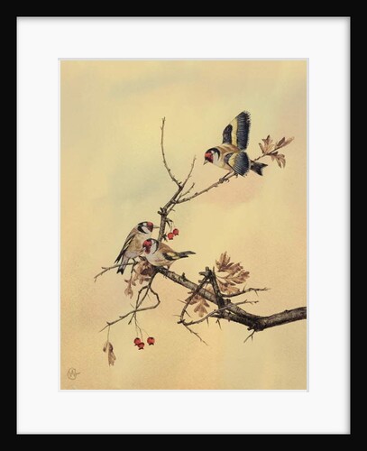 Goldfinches, c.1890 by English School