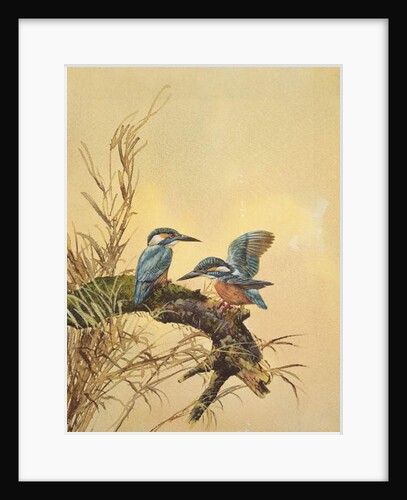 Kingfishers, c.1890 by English School
