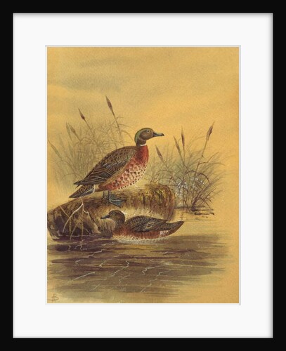 Two Ducks by a Reeded Bank, c.1890 by English School
