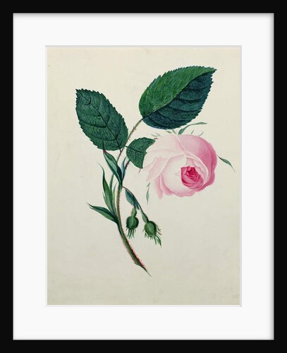 Study of a Pink Rose, c.1820 by English School
