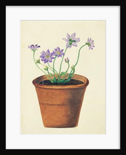 Purple Flowers in a Terracotta Pot, c.1825 by English School
