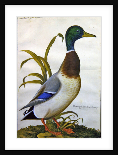 Study of a mallard duck, c.1790 by German School