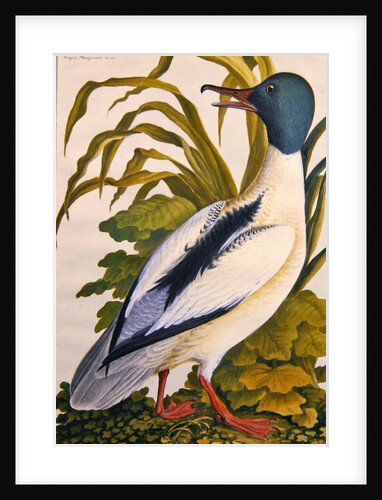 Study of a mallard duck, c.1790 by German School