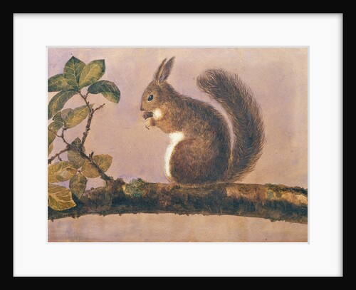 Study of a squirrel on a branch, c.1840 by English School