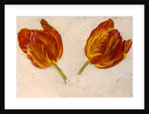 Studies of tulips, c.1830 by Dutch School