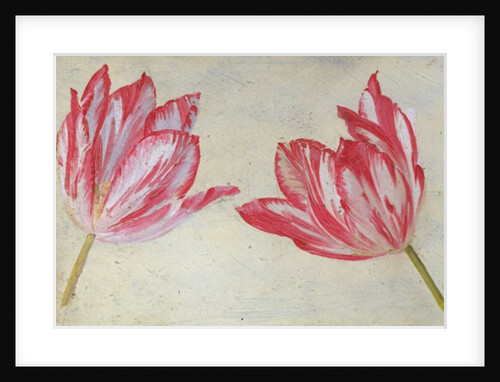 Studies of tulips, c.1830 by Dutch School