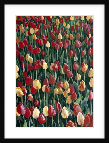 Tulips, 2010 by Cruz Jurado Traverso