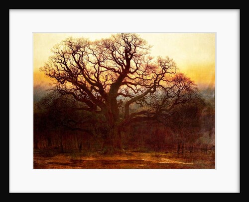 Major Oak, Sherwood Forest, Nottinghamshire, 1882 by Andrew MacCallum