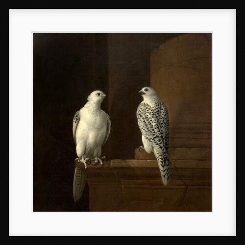 Two Iceland Falcons by Jakob Bogdani or Bogdany