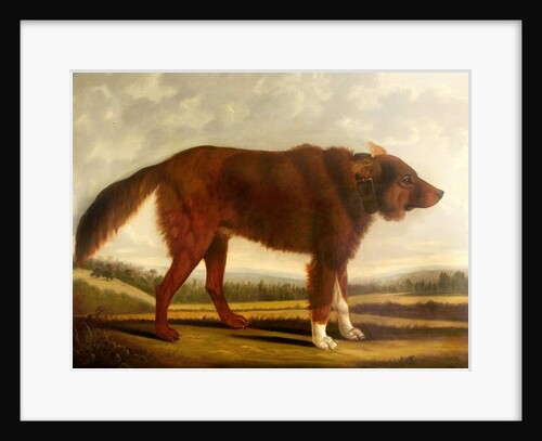 Lord Byron's Dog 'Lyon', 1808 by Clifton Tomson