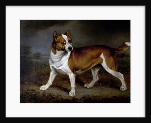 Nettle, 1812 by Henry Bernard Chalon