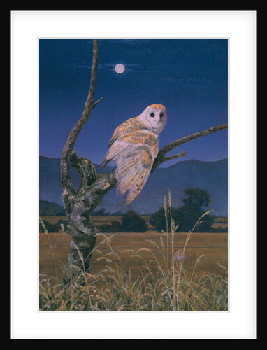 Barn Owl by Simon Cook