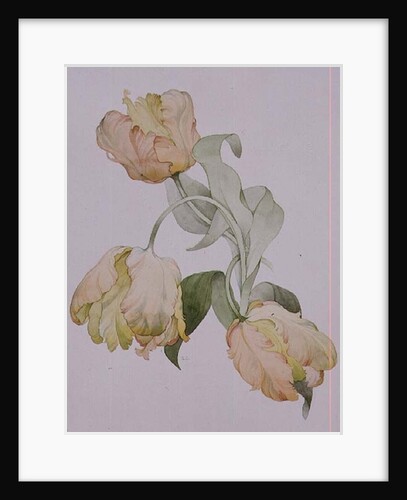 Parrot tulips by Sarah Creswell