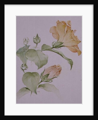 Hibiscus rosa-sinensis by Sarah Creswell