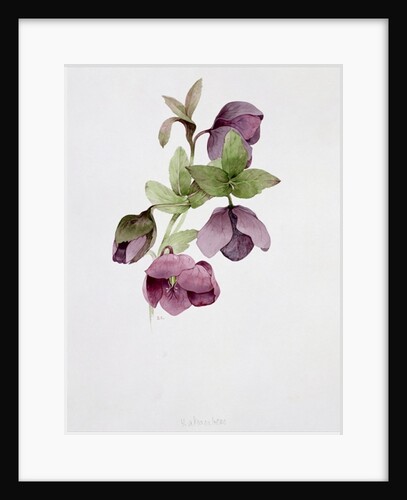 Helleborus atrorubens by Sarah Creswell