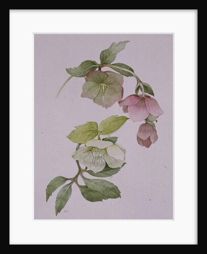 Helleborus orientalio and Helleborus niger by Sarah Creswell