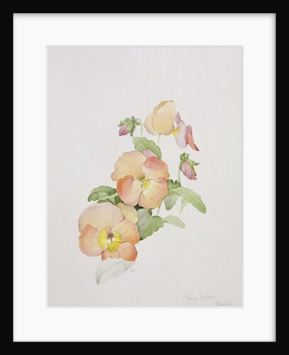 Pansy hybrids 'Bambini' by Sarah Creswell