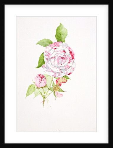 Rosa Ferdinand Pichard by Sarah Creswell