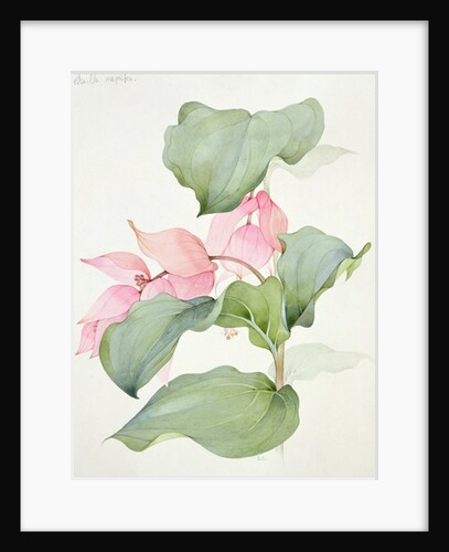 Medinilla magnifica by Sarah Creswell