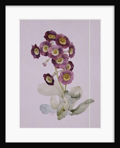Primula Auricula by Sarah Creswell