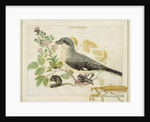 Shrike and a Praying Mantiss by School Italian