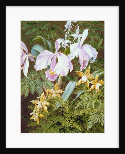 Orchids by Marian Emma Chase