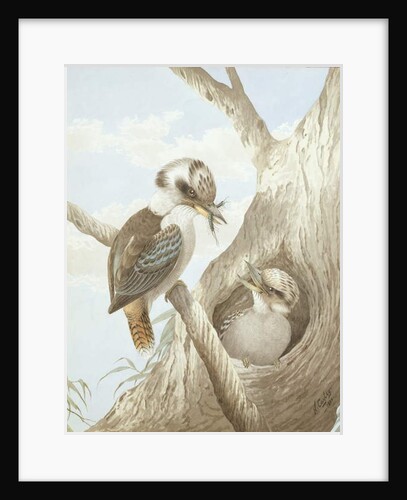 Kookaburras Feeding at a Nest in a Tree, 1892 by Neville Henry Peniston Cayley
