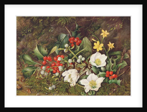 Holly and Christmas Roses by Jane Taylor