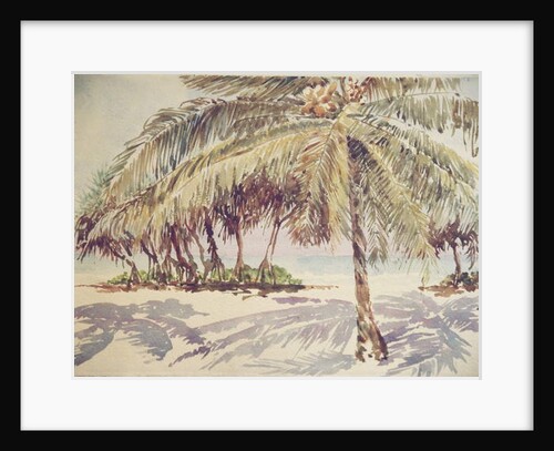 736 King coconuts and strawtrees by Clive Wilson