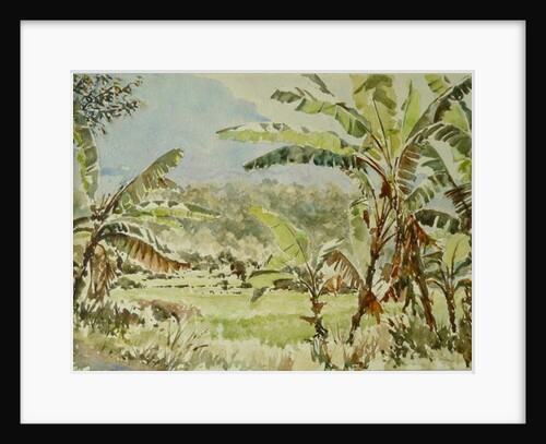 740 Banana trees, Ramboda by Clive Wilson