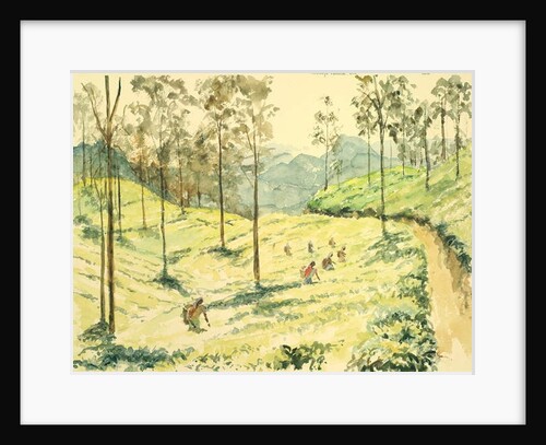 728 Tea pickers near Ella by Clive Wilson