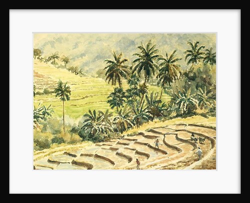 741 Dunhinda, preparing the paddy fields by Clive Wilson