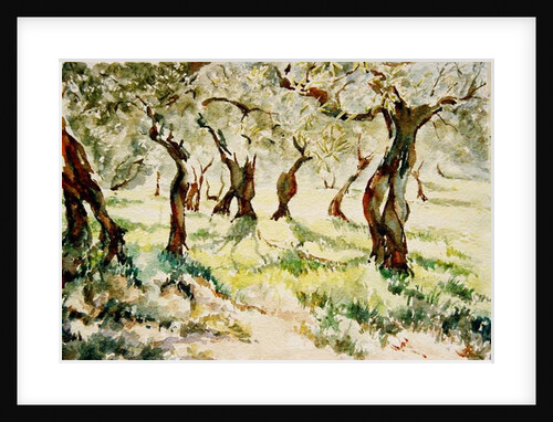 783 Old olives, Assisi by Clive Wilson