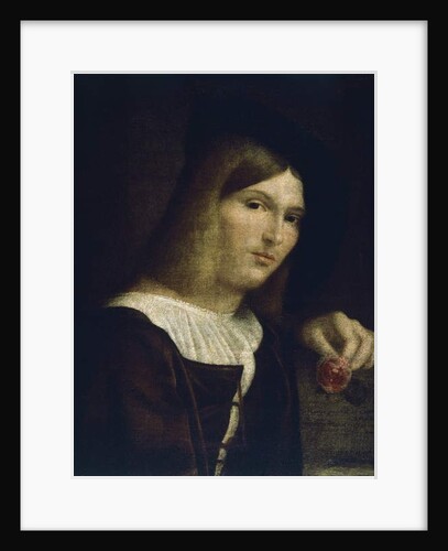 Portrait of a Young Man with a Rose, 1516 by Francesco (1482/3-1562) Torbido