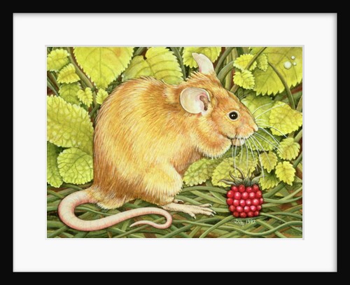 The Raspberry-Mouse by Ditz Ditz