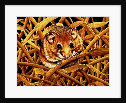 Edible Dormouse, 1993 by Ditz Ditz